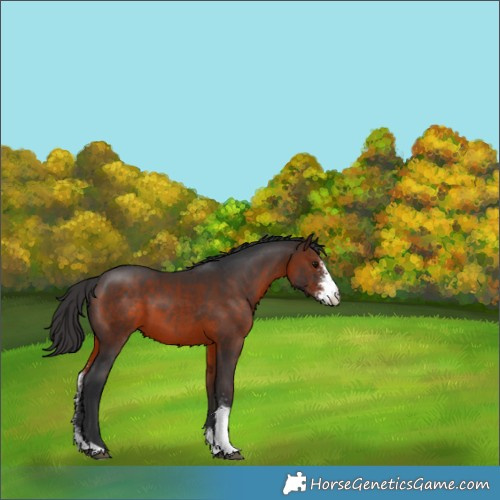 Horse Color:Brown Sabino 