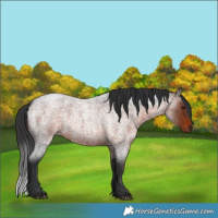 Horse Color:Brown Roan
