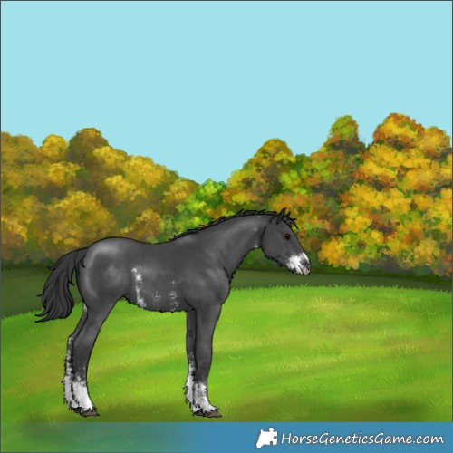 Horse Color:Black Sabino 