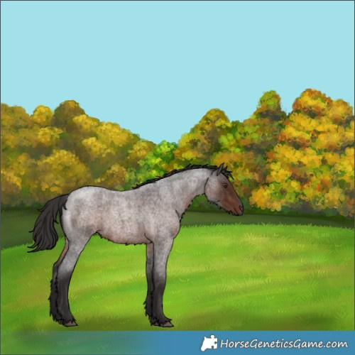 Horse Color:Liver Red Roan 