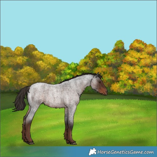 Horse Color:Liver Red Roan 