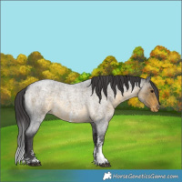 Horse Color:Buckskin Roan Sabino Varnish 