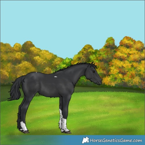 Horse Color:Black Tobiano 