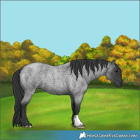 Horse Color:Blue Roan 