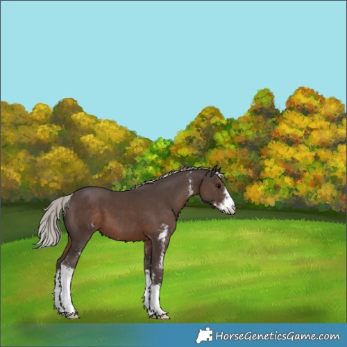 Horse Color:Silver Black Sabino 