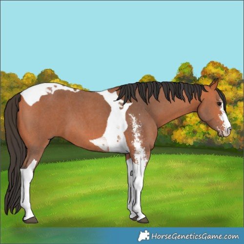 Horse Color:Bay Sabino Tobiano 