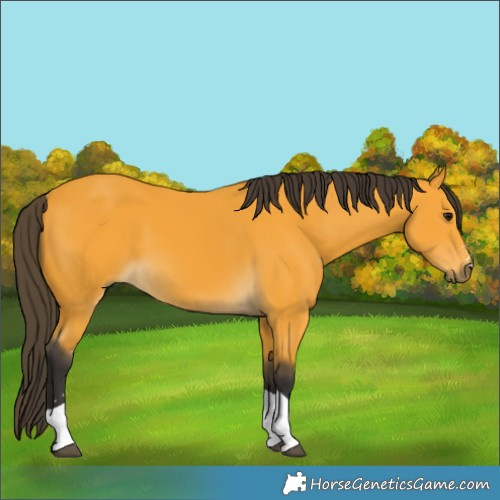 Horse Color:Buckskin Tobiano 