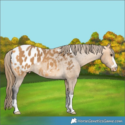 Horse Color:Buckskin Appaloosa 