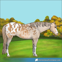 Horse Color:Buckskin Blanket 