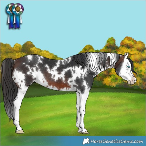 Horse Color:White Spotted Brown Splash 