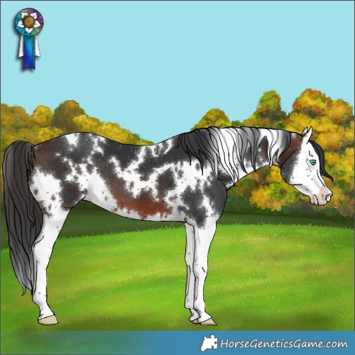 Horse Color:White Spotted Brown Splash 