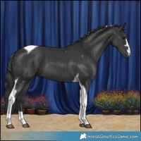 Horse Color:Black Tobiano 