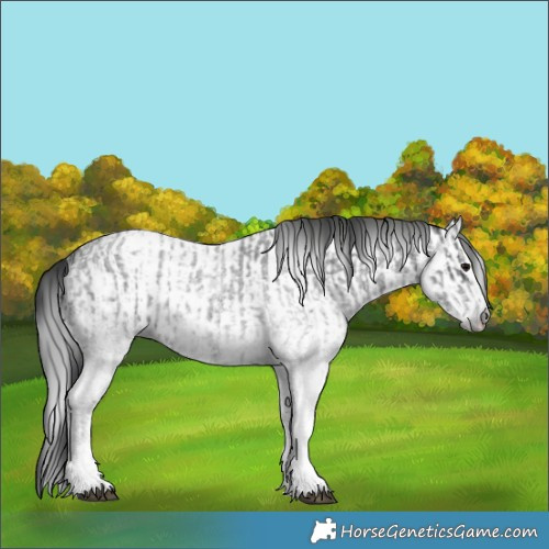 Horse Color:White Spotted Blue Roan Rabicano  and Gray White Spotted Blue Roan Rabicano 