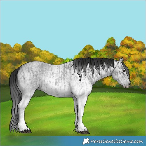 Horse Color:White Spotted Blue Roan Rabicano  and Gray White Spotted Blue Roan Rabicano 