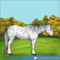 Horse Color:White Spotted Blue Roan Rabicano  and Gray White Spotted Blue Roan Rabicano 