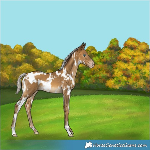 Horse Color:Gray White Spotted Silver Amber Cream Champagne Appaloosa