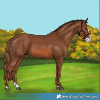 Horse Color:Chestnut Splash 