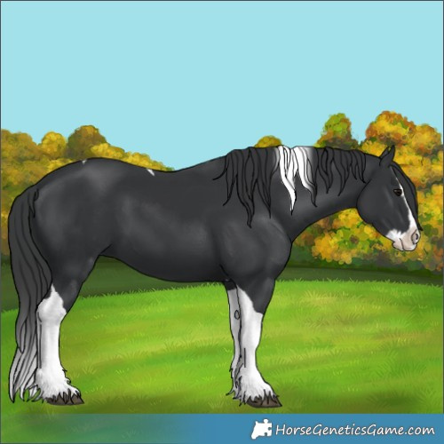 Horse Color:Black Splash Tobiano