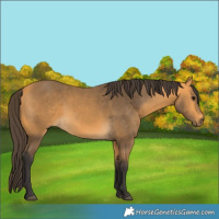 Horse Color:Buckskin 