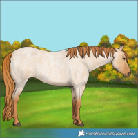 Horse Color:Red Dun Roan 