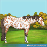 Horse Color:Bay Appaloosa 