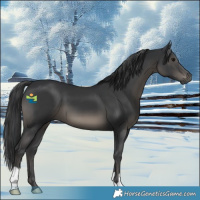 Horse Color:Black 