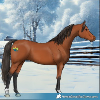 Horse Color:Bay 