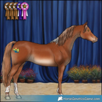 Horse Color:Chestnut Tobiano