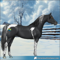 Horse Color:Black Tobiano Appaloosa 