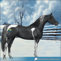 Horse Color:Black Tobiano Appaloosa 