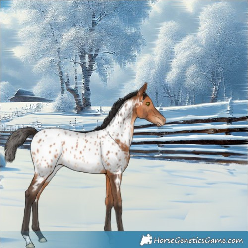 Horse Color:Bay Appaloosa 
