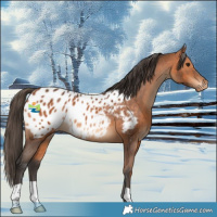 Horse Color:Bay Appaloosa
