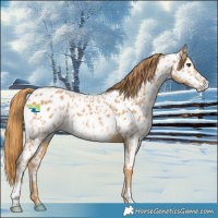 Horse Color:Chestnut Near Leopard
