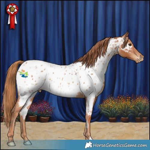 Horse Color:Chestnut Appaloosa 