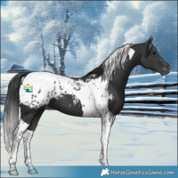 Horse Color:Black Tobiano Blanket 
