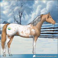 Horse Color:Chestnut Tobiano Blanket