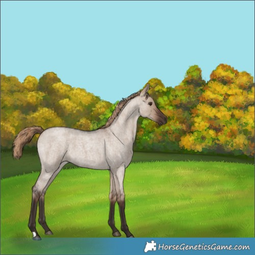 Horse Color:Liver Red Dun Roan