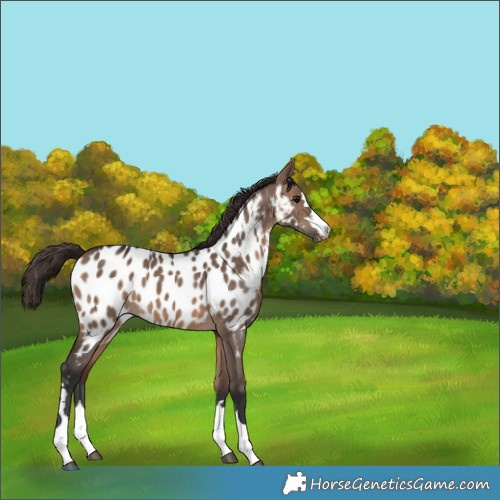 Horse Color:Brown Dun Appaloosa 