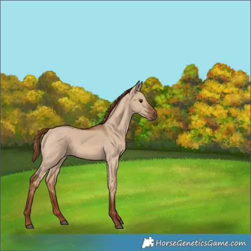 Horse Color:Red Dun 