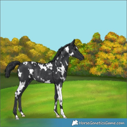 Horse Color:White Spotted Black Rabicano