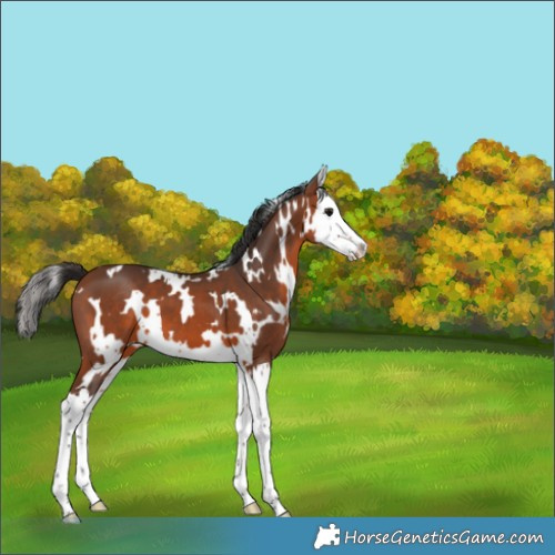 Horse Color:White Spotted Bay Splash 