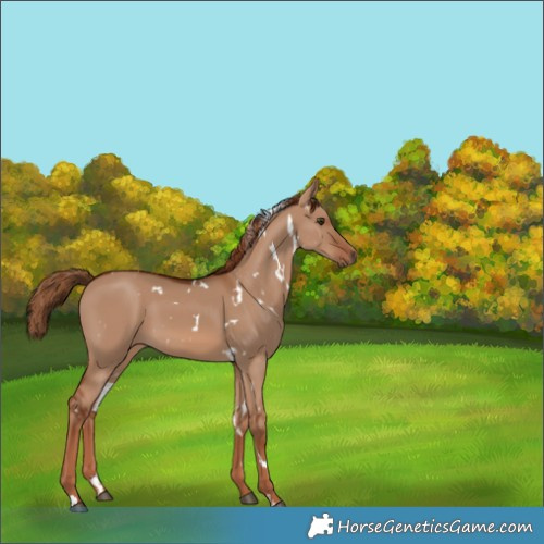 Horse Color:White Spotted Red Dun 