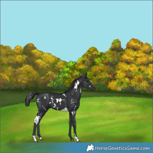 Horse Color:White Spotted Black 