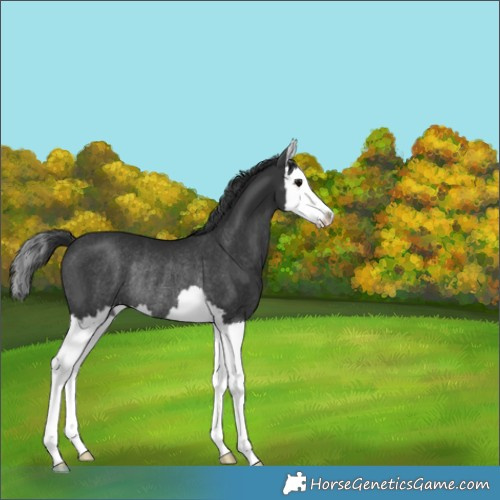 Horse Color:Black Splash Rabicano 