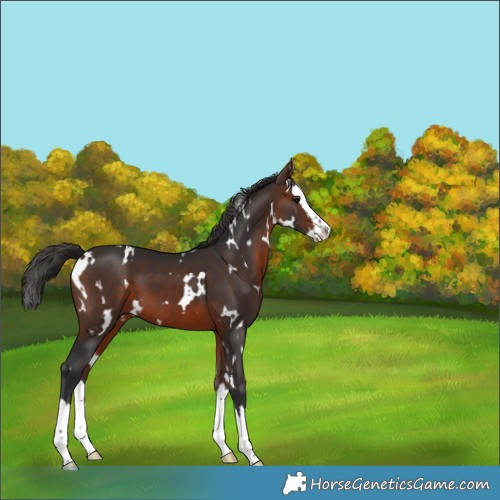 Horse Color:White Spotted Brown Splash 