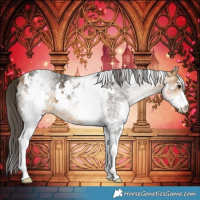 Horse Color:White Spotted Buckskin Rabicano