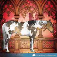 Horse Color:White Spotted Buckskin Rabicano 