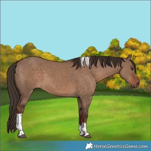 Horse Color:Liver Red Dun Tobiano 