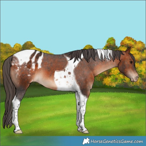 Horse Color:Bay Tobiano Appaloosa 