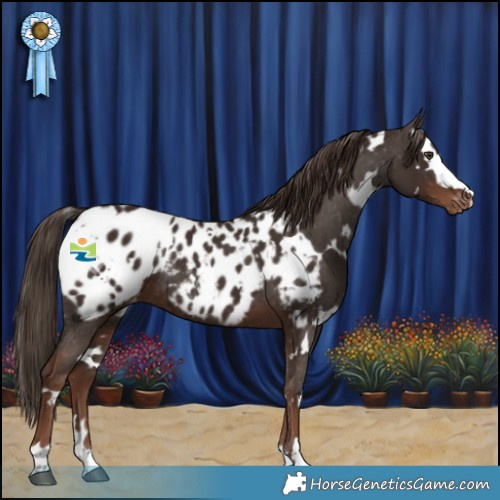 Horse Color:White Spotted Liver Chestnut Appaloosa Rabicano 